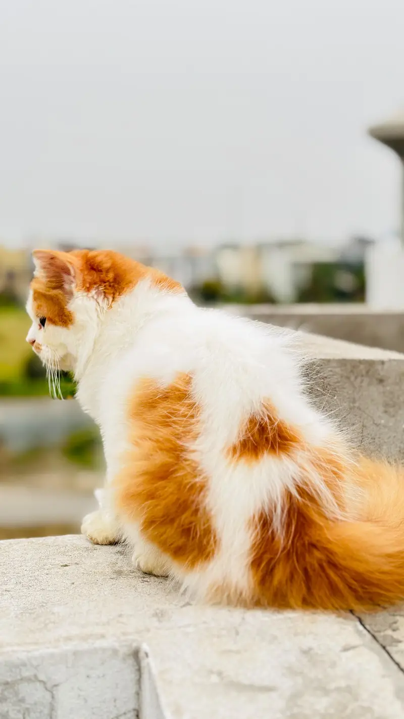 Super Fluffy Bi-Color Persian Kitten for Sale (Semi Punch) — photo 6