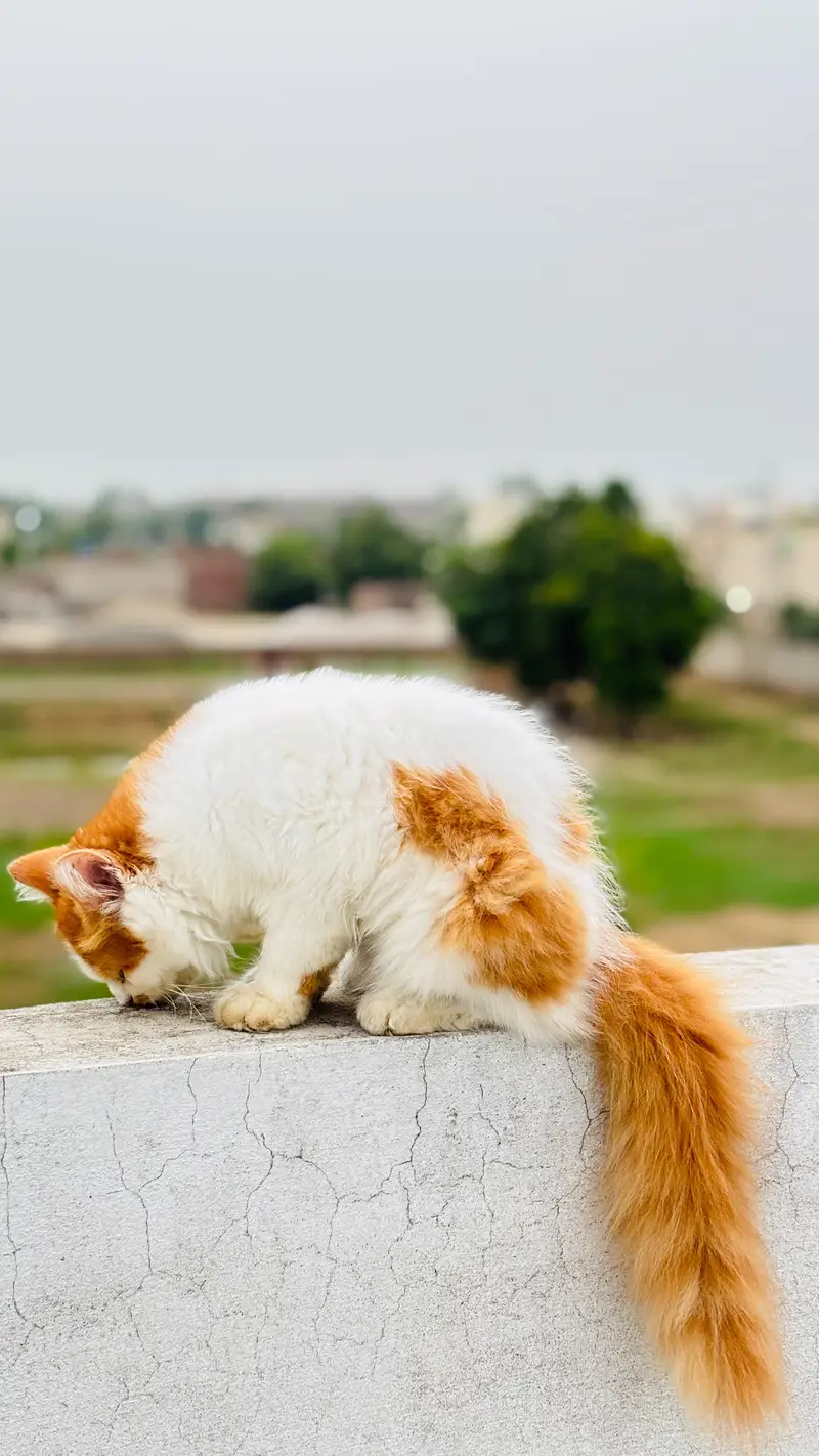 Super Fluffy Bi-Color Persian Kitten for Sale (Semi Punch) — photo 7