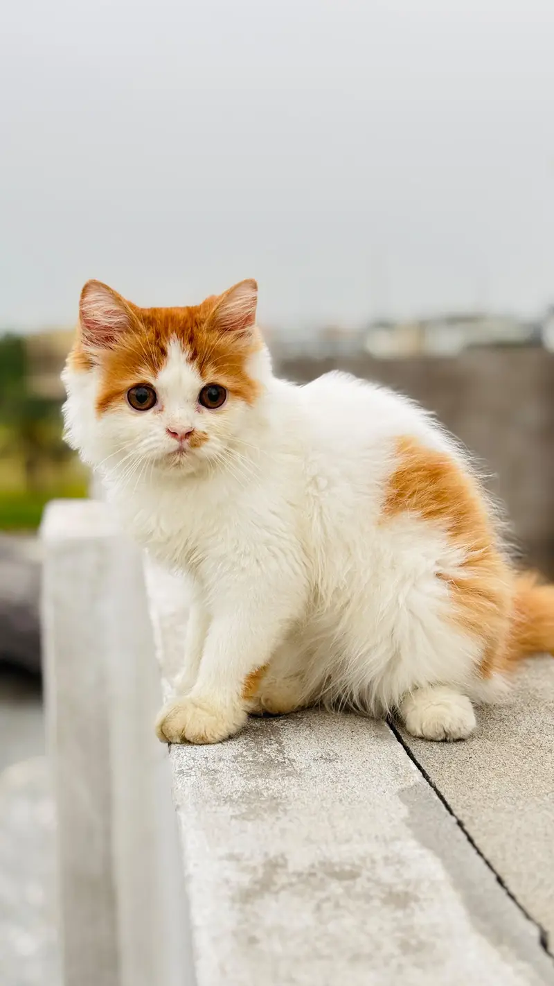 Super Fluffy Bi-Color Persian Kitten for Sale (Semi Punch) — photo 8