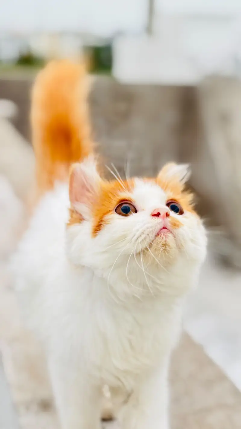 Super Fluffy Bi-Color Persian Kitten for Sale (Semi Punch) — photo 9