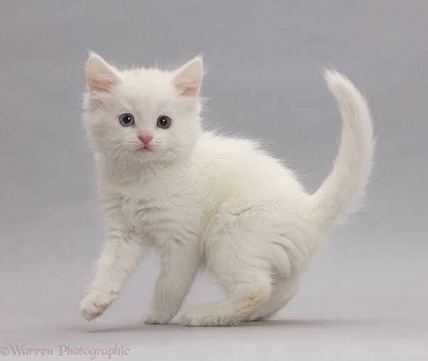 Kitten 1