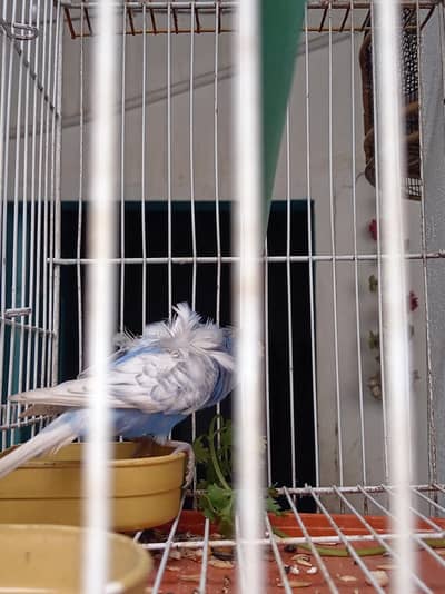 hogoromo cobalt breeder Male