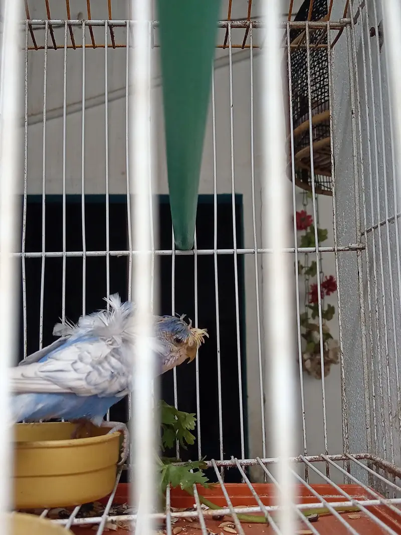 hogoromo cobalt breeder Male — photo 2