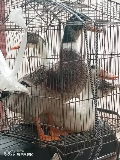 ducks for sale