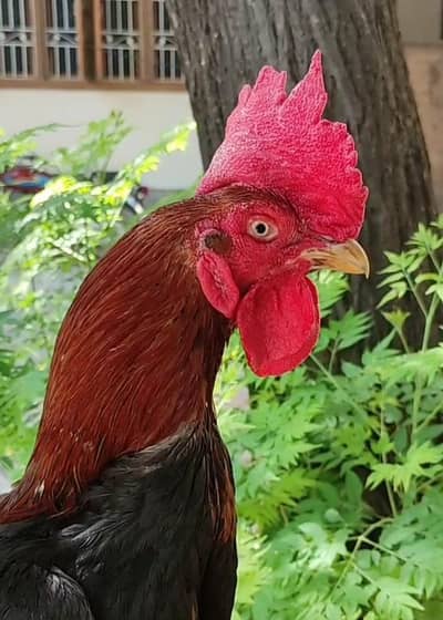 bangum male and lasani female pair for sale