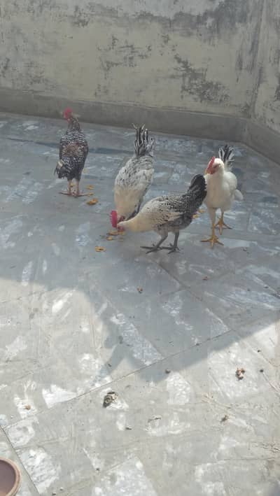 1 Murga 3Anda Deni Wali Murgi Or 2 Pathein Or 1 Pingra