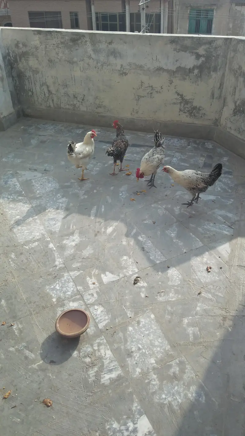 1 Murga 3Anda Deni Wali Murgi Or 2 Pathein Or 1 Pingra — photo 2