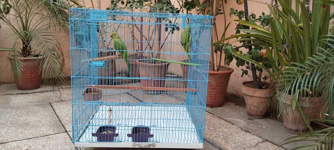 green parrot
