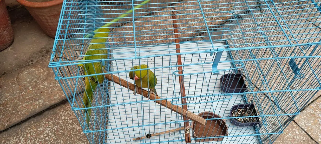 green parrot — photo 2