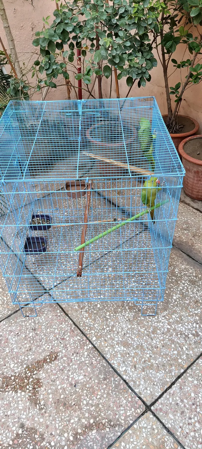 green parrot — photo 3