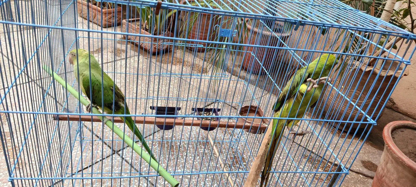 green parrot — photo 4