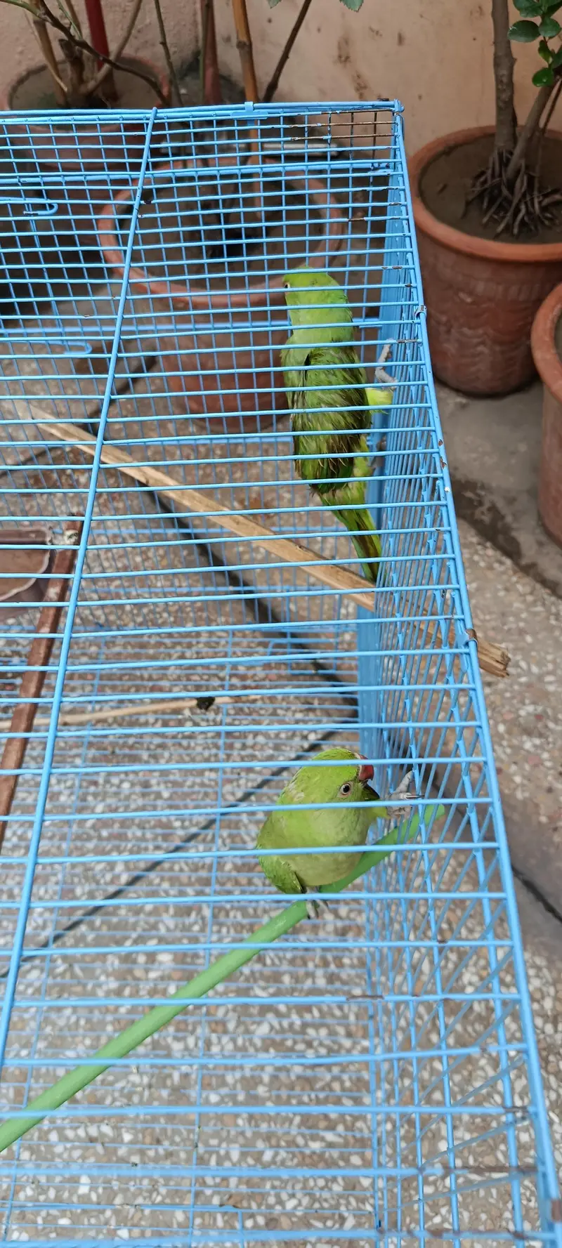 green parrot — photo 5