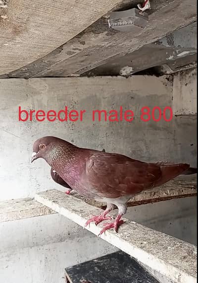 for sale Whatsapp 03125000521