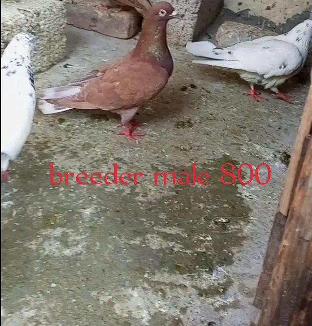 for sale Whatsapp 03125000521 — photo 3