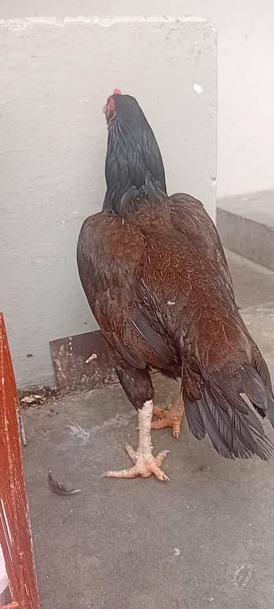 exchange young murga aseel hen zarr dum long hight 03330968957