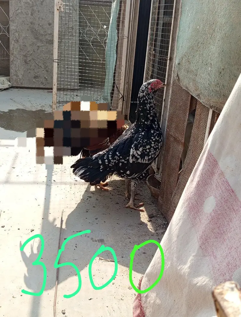 aseel females — photo 2