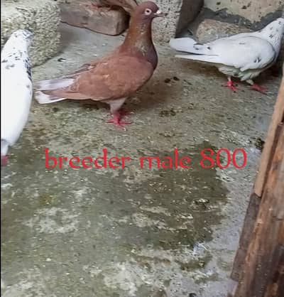 for sale Whatsapp 03125000521