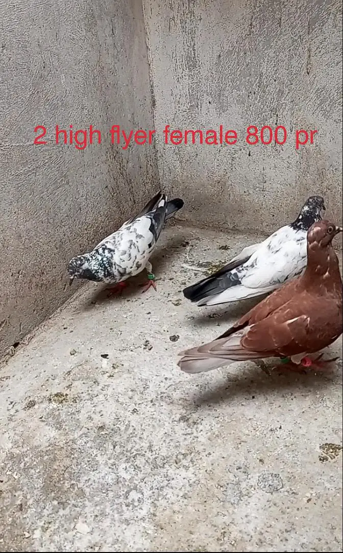 for sale Whatsapp 03125000521 — photo 4