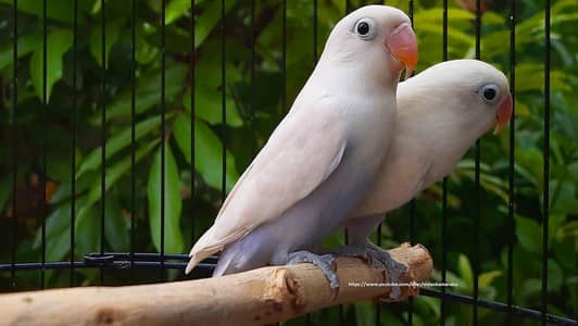 parrot
