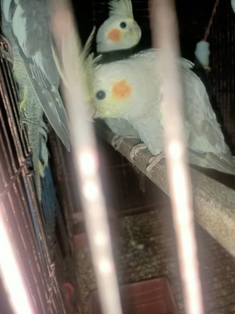 parrot 1