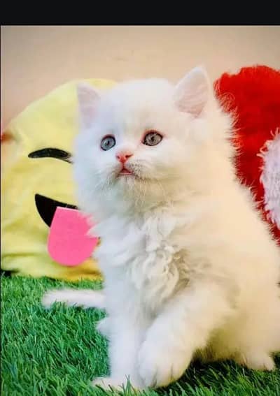 (Persian female kitten) (for sale all) (Pakistan delivery available)