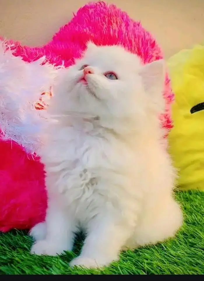 (Persian female kitten) (for sale all) (Pakistan delivery available) — photo 3