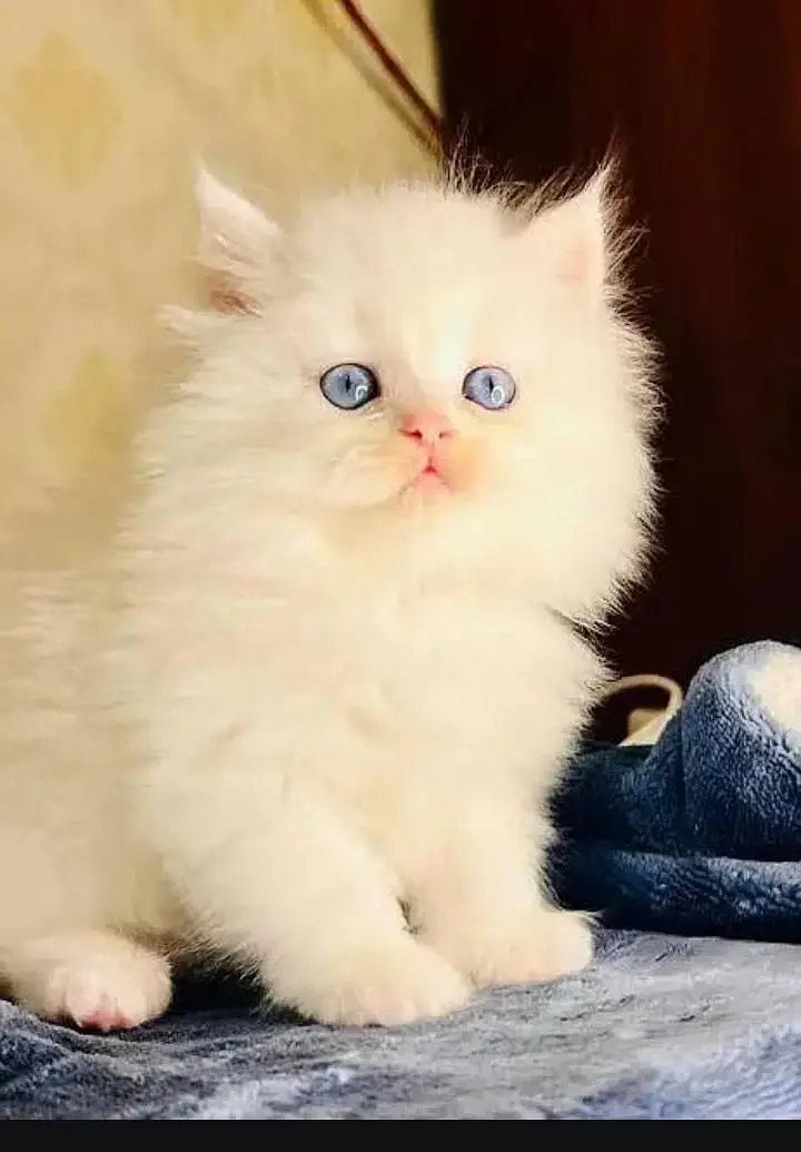 (Persian female kitten) (for sale all) (Pakistan delivery available) — photo 6