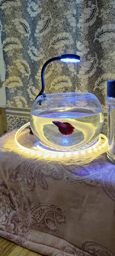 Gilal Gold Fish Aquarium