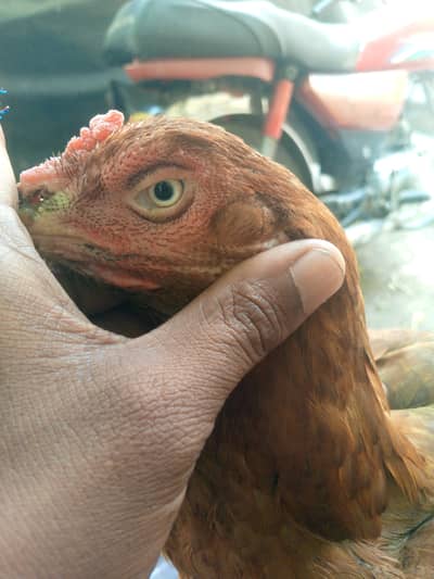 Sampal