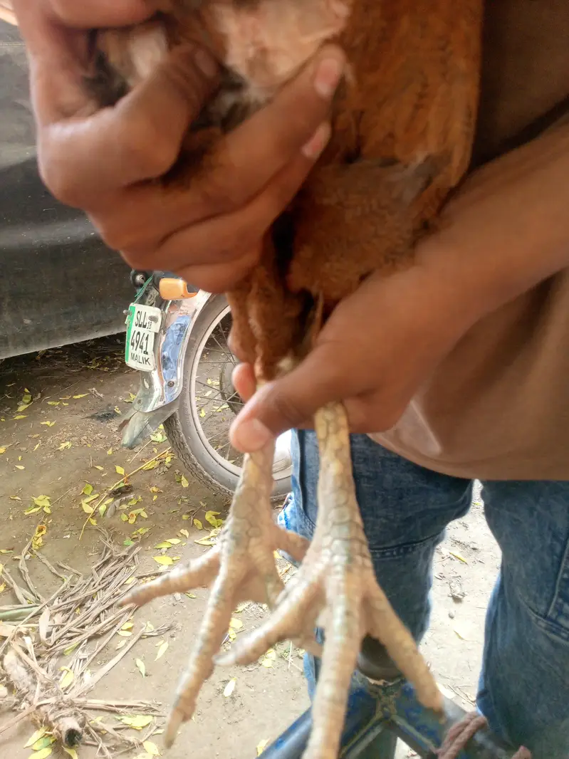 Sampal — photo 3