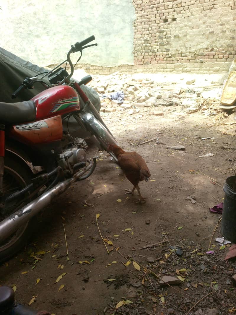 Sampal 3
