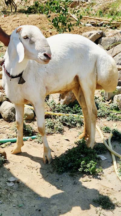 فروخت کے لیے صحت مند دنبہ  تفصیل: