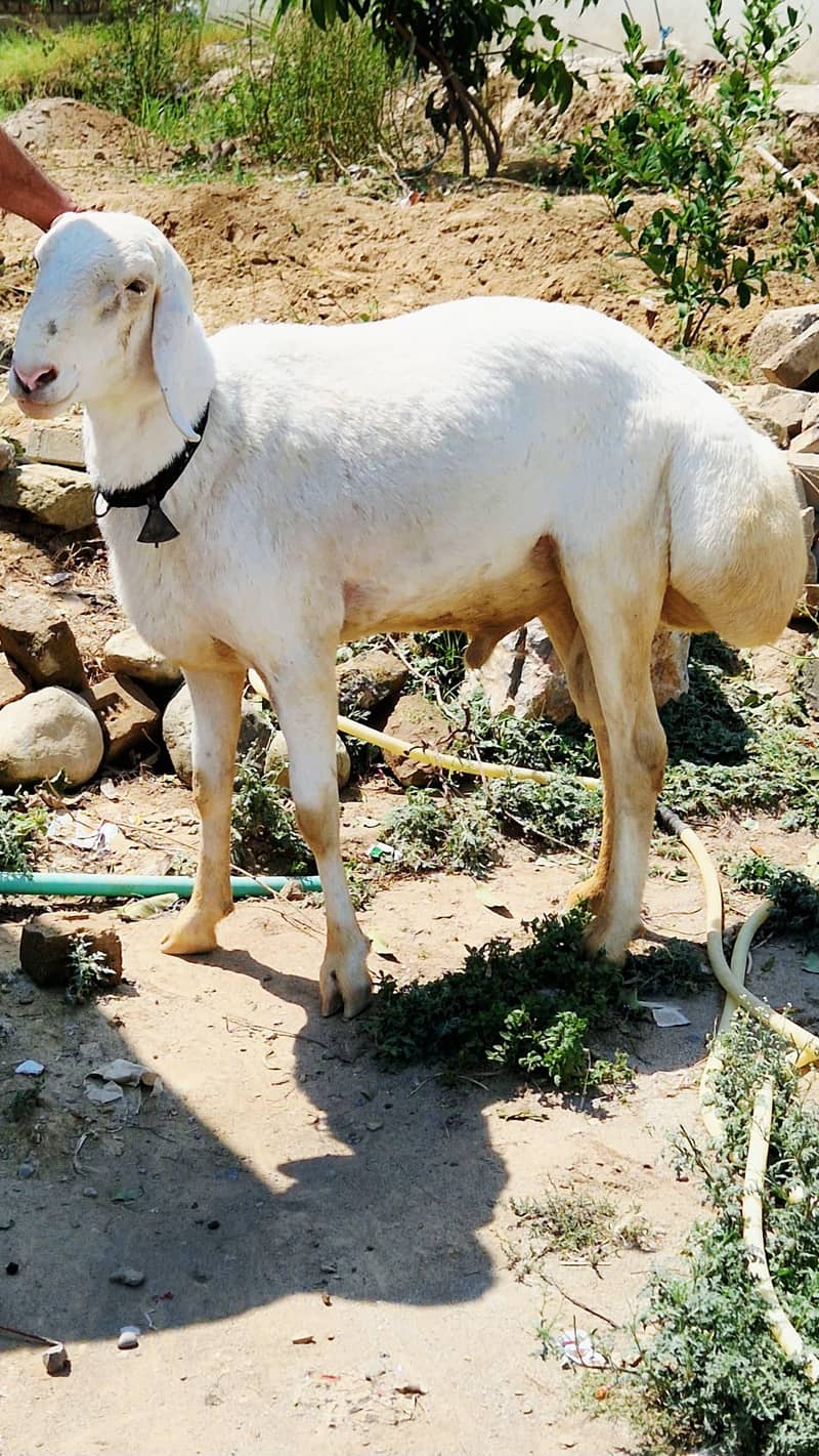 فروخت کے لیے صحت مند دنبہ  تفصیل: 4
