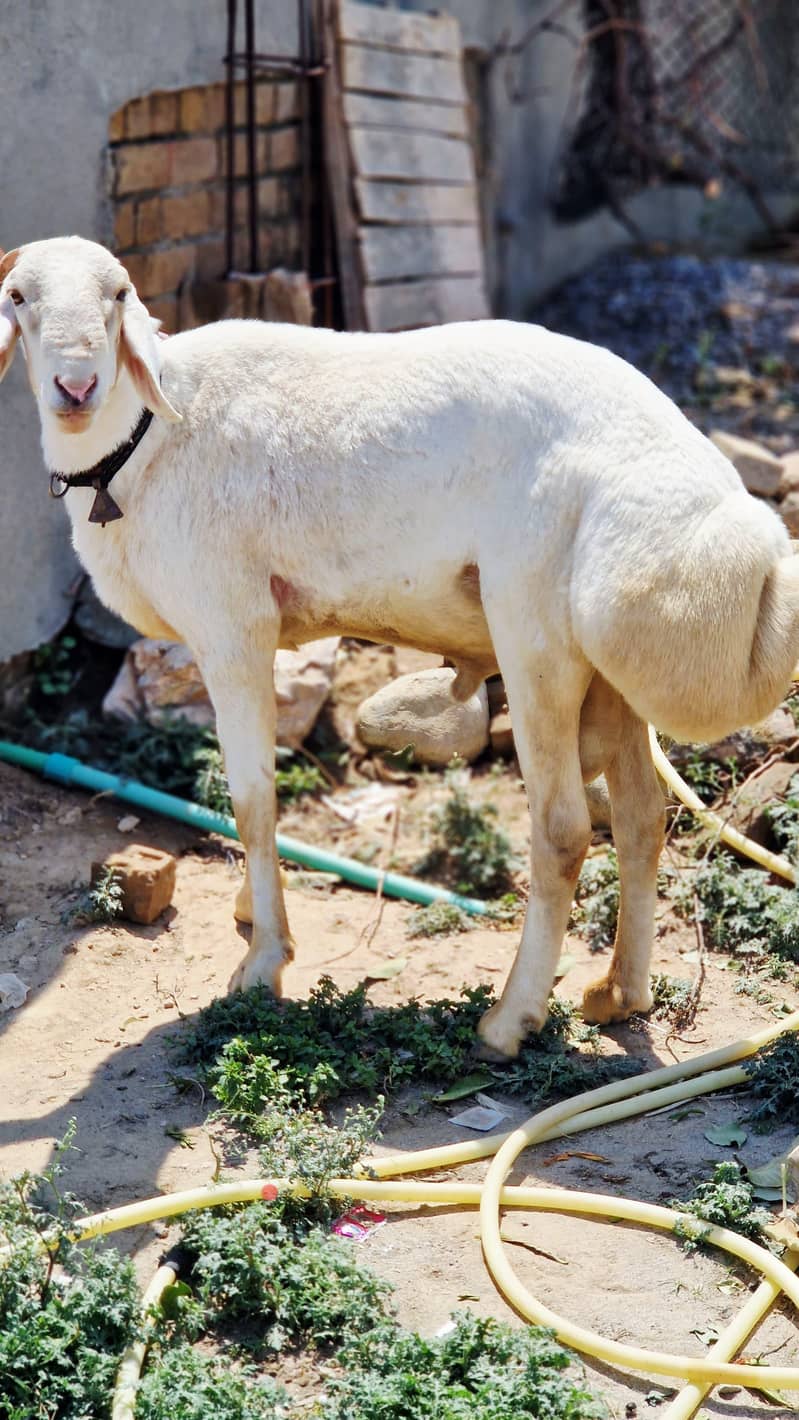 فروخت کے لیے صحت مند دنبہ  تفصیل: 5