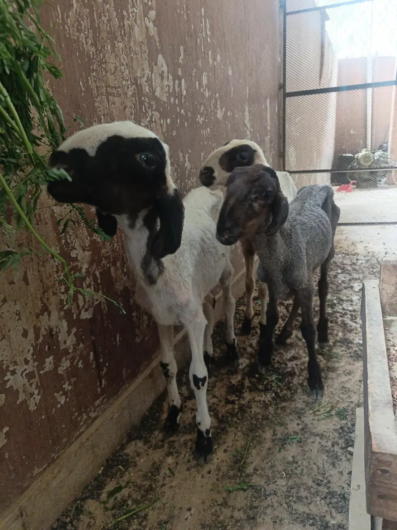 Dumbe  males — photo 2