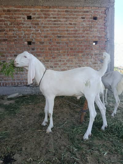 Nasli rajanpuri bakra for sale