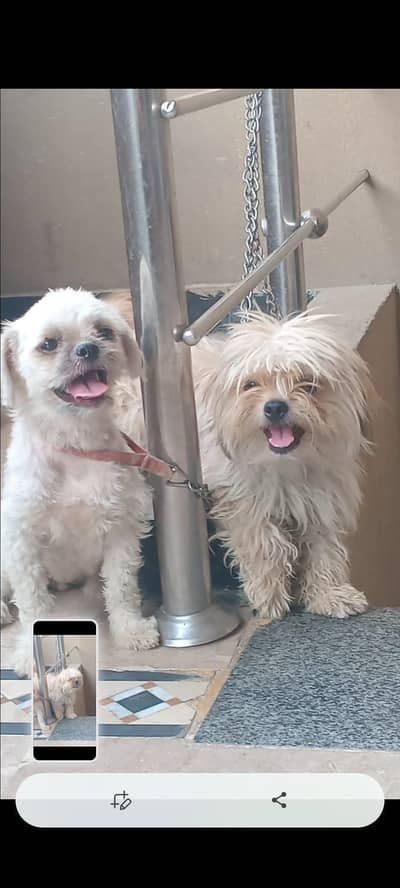 Shih Tzu pair for sale