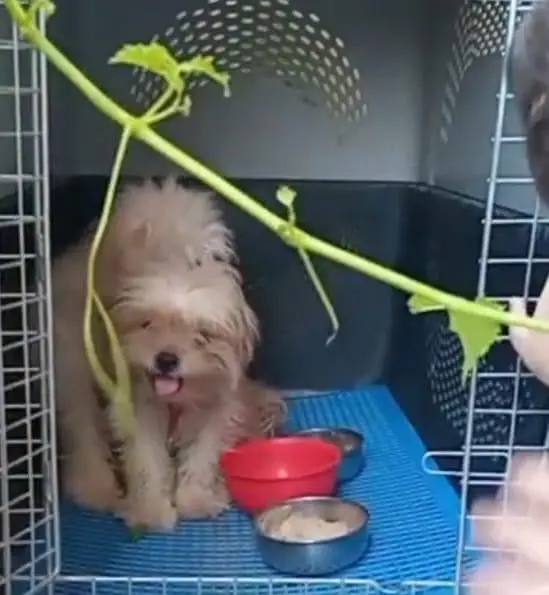 Shih Tzu pair for sale — photo 2