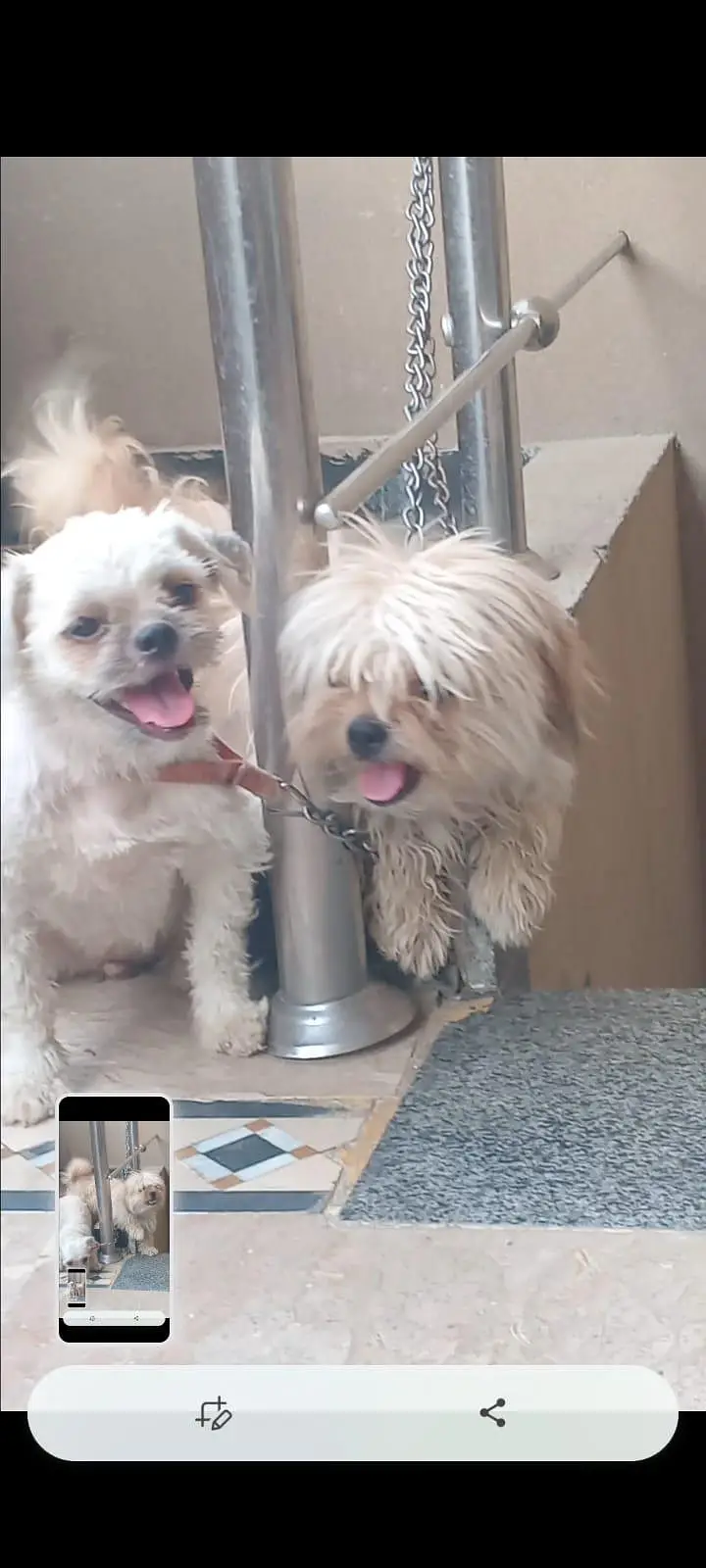 Shih Tzu pair for sale — photo 3