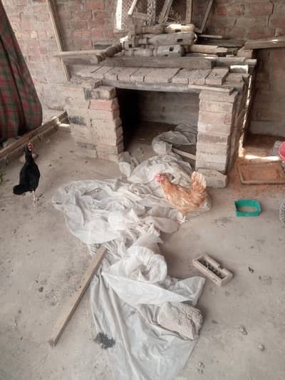 hens for sale