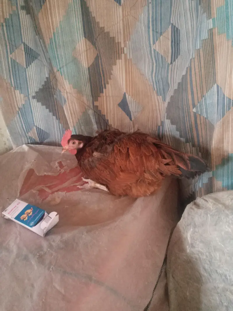 hens for sale — photo 2