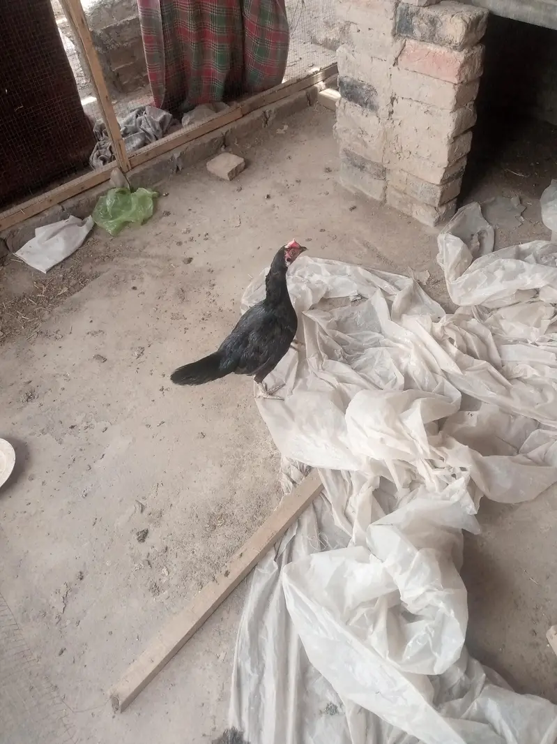 hens for sale — photo 3