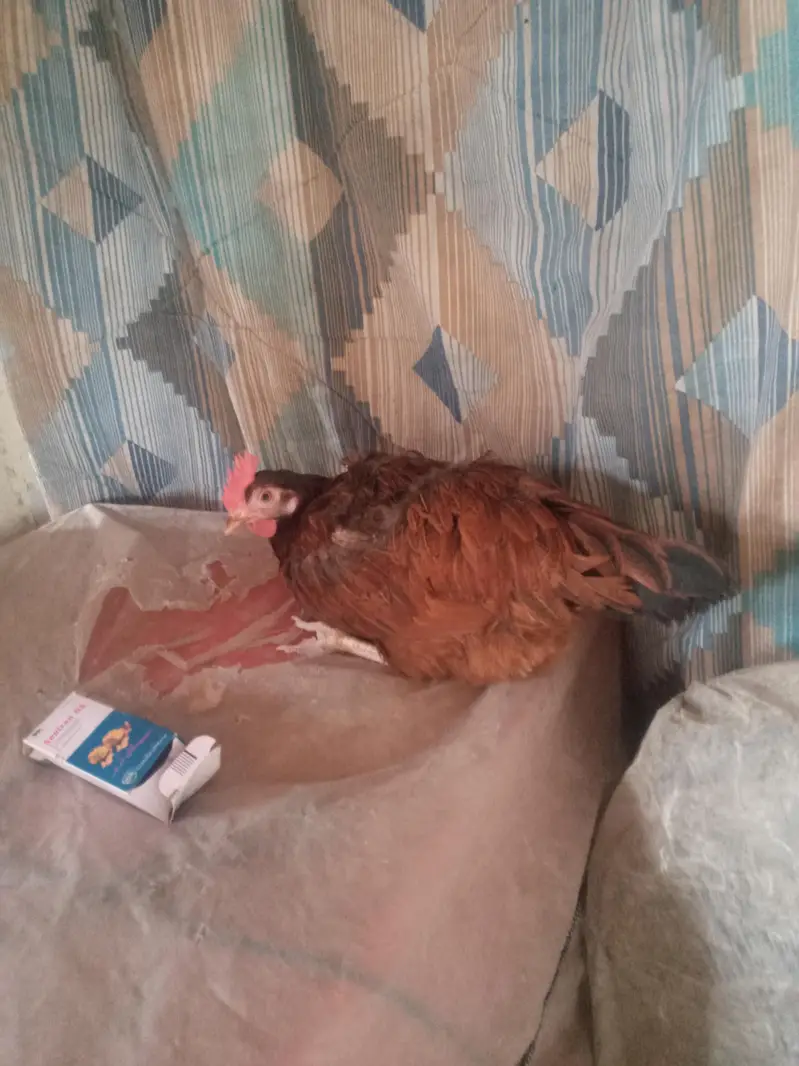 hens for sale — photo 4