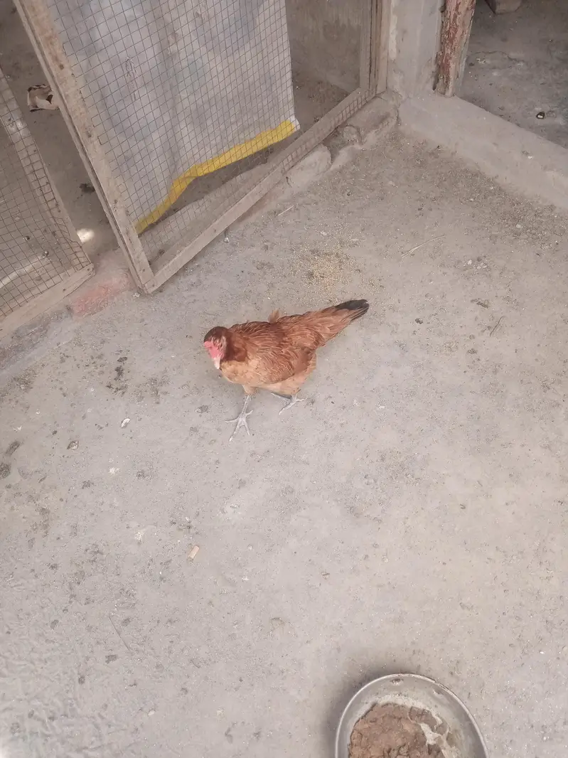 hens for sale — photo 5