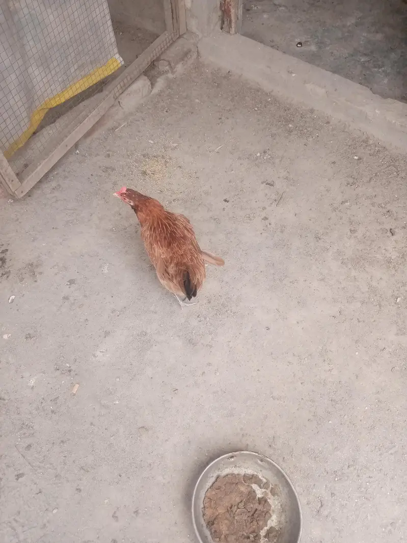 hens for sale — photo 6