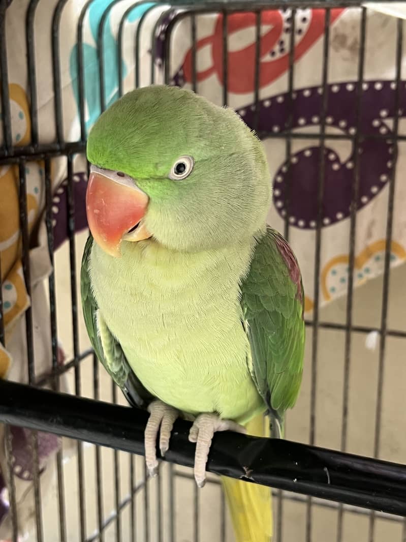 Raw parrot 3