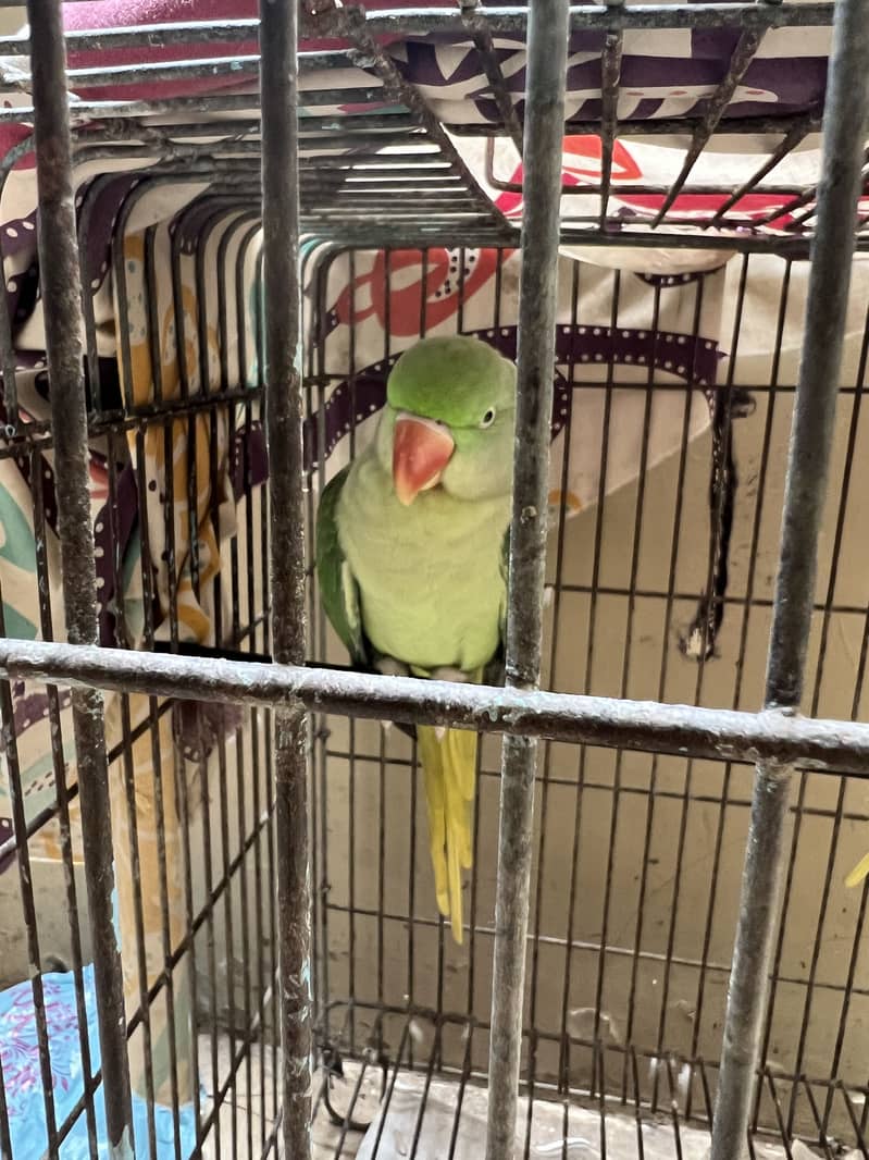 Raw parrot 4