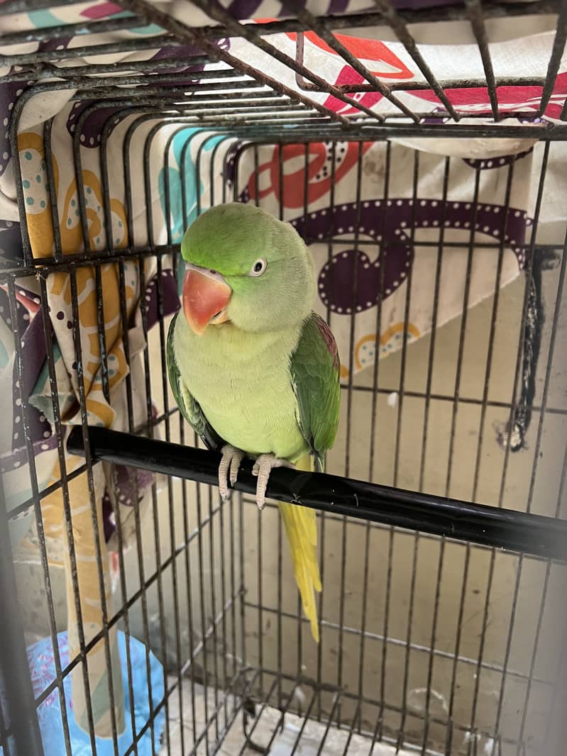 Raw parrot 5