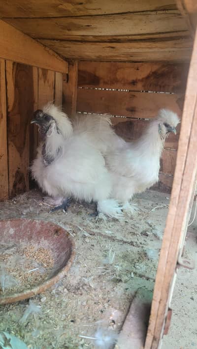 Silkie Hens pair