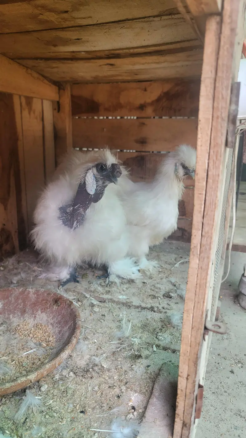 Silkie Hens pair — photo 2